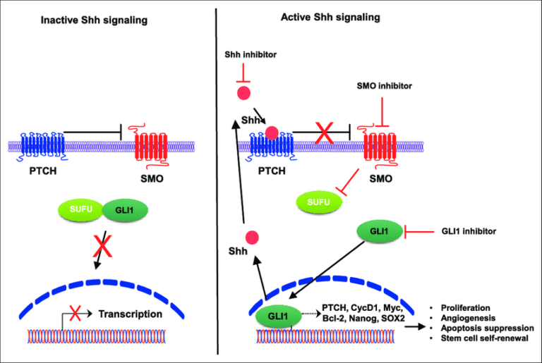 Unveiling the Wonders of the Hedgehog Signaling Pathway